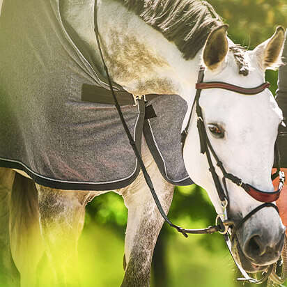 pferdedecken bubblenavibild